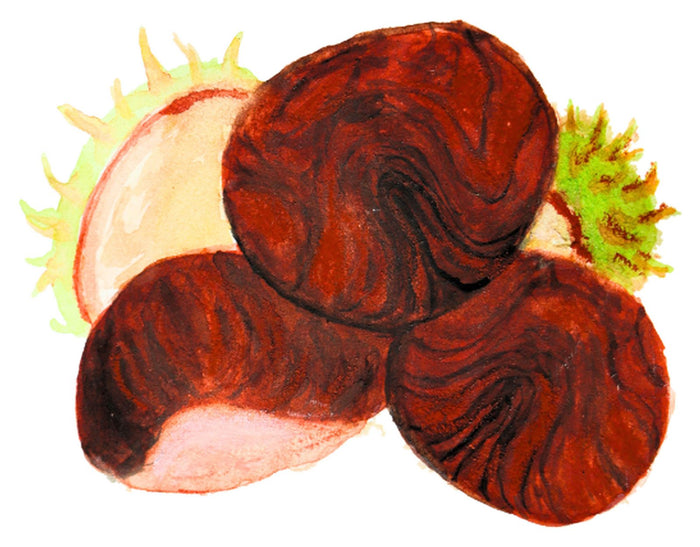 A horse chestnut in my pocket: where October’s mail began